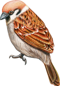 Watercolor Sparrow Bird